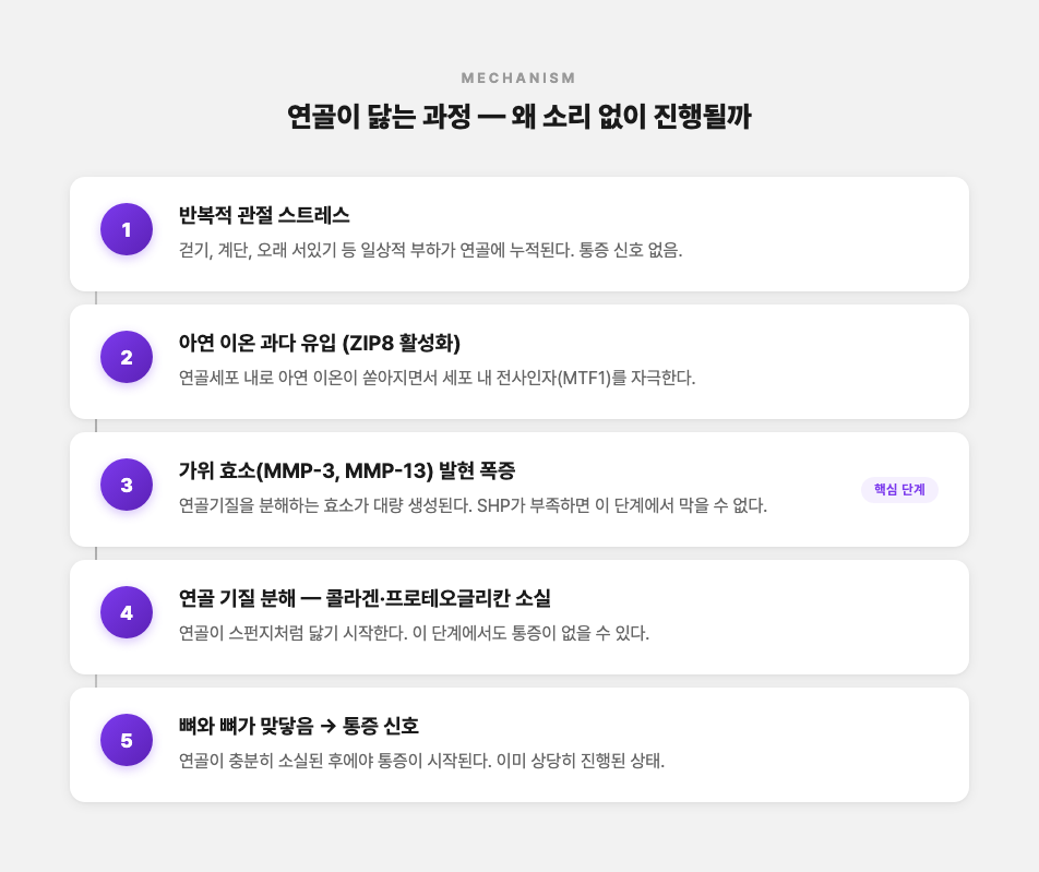 연골이 닳는 과정