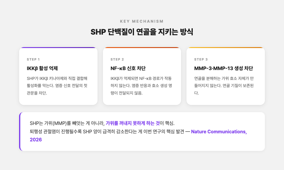 SHP 단백질 작동 메커니즘