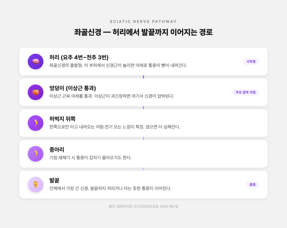 좌골신경 경로
