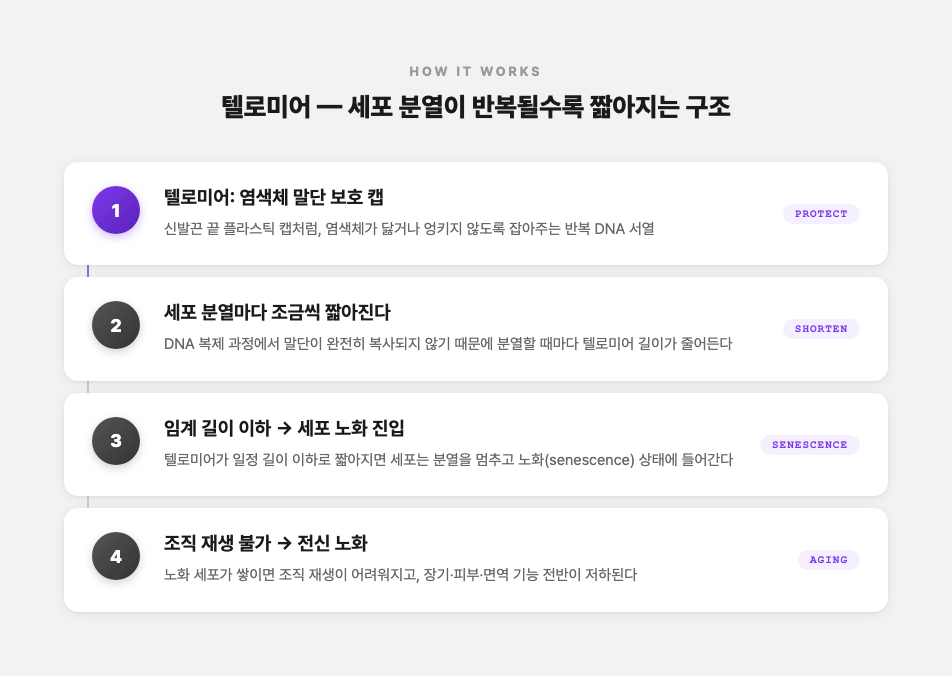 텔로미어 — 세포 분열이 반복될수록 짧아지는 구조