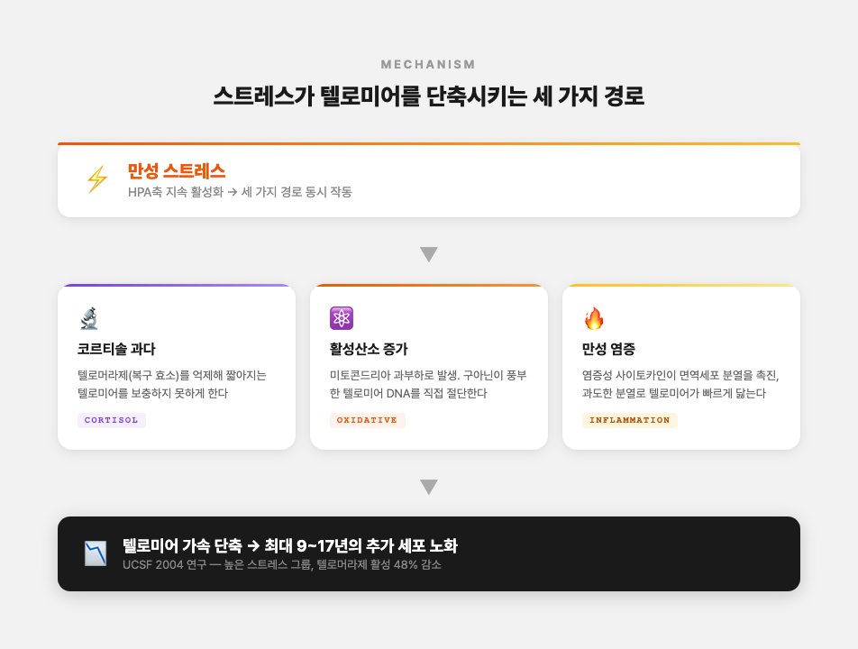 스트레스가 텔로미어를 단축시키는 세 가지 경로