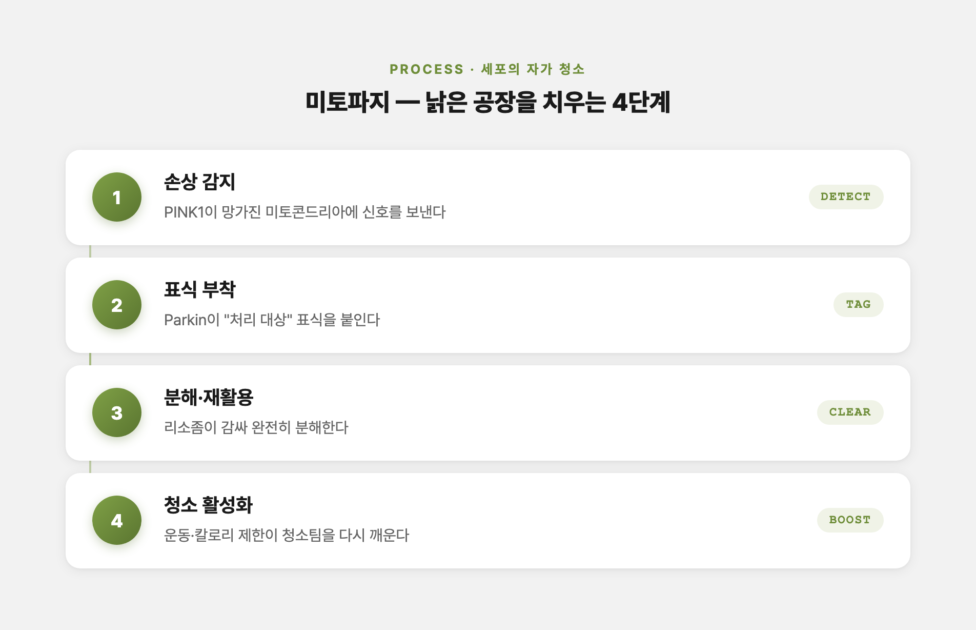 미토파지 4단계 — 손상 감지, 표식 부착, 분해